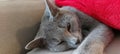 Russian blue cat, rest after lunch Royalty Free Stock Photo