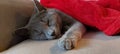 Russian blue cat, rest after lunch Royalty Free Stock Photo