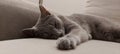 Russian blue cat, rest after lunch Royalty Free Stock Photo