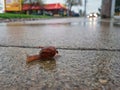 Snail racing across a wet surface as cars quickly approach.