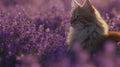 a dreamy setting for a playful long-haired cat, its fur blending seamlessly with the purple hues of the blooming flowers