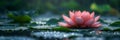 Pink lotus flower floating on water, with droplets on the petals, in a tranquil, photorealistic digital representation Royalty Free Stock Photo
