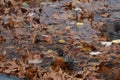 American Robin taking a bath 9