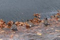 American Robin taking a bath 8