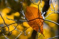 Leaf caught in branches, autum scenic Royalty Free Stock Photo
