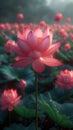 Red lotus flower is illuminated, with water droplets on its petals, against a backdrop of blurred green leaves and other lotuses, Royalty Free Stock Photo