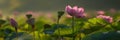 Multiple pink lotus flowers blooming over a calm pond with a gentle haze softening the background Royalty Free Stock Photo