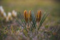 As the first signs of spring, bright yellow and brown striped crocuses sprout from the green meadow. Out of focus, light cream- Royalty Free Stock Photo