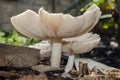 Gills Side Of Glistening Inkcap Mushrooms Royalty Free Stock Photo