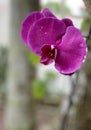 as gourgeous as purple orchid - gÃªnero Phalaenopsis Royalty Free Stock Photo