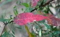 Red Gum Tree leaf