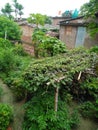 As a horticulturist, I grow dozens of containers filled with veggies on my patio every season in madhubani bihar india