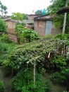 As a horticulturist, I grow dozens of containers filled with veggies on my patio every season in madhubani bihar india