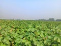 a large field of green plants cotton fields