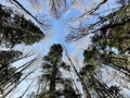 forest with sky background photo from bottom to top