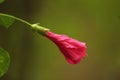 Nature's Artistry: Capturing the Radiant Beauty of a Hibiscus Flower in Full Bloom Royalty Free Stock Photo