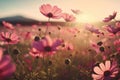 Landscape nature background of beautiful pink and red cosmos flower field with sunshine.