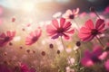 Landscape nature background of beautiful pink and red cosmos flower field with sunshine.