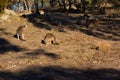 Three kangaroos on a hill grazing on grass