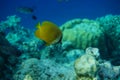 Speckled butterflyfish Chaetodon citrinellus Royalty Free Stock Photo