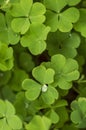 Dew drops on sour grass plants or wood sorrel forming a beautiful texture background pattern with some parts in focus