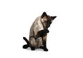 Siamese cat grooming. 3D Illustration