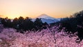 Mt. Fuji at Twilight with cherry blossoms in Japan