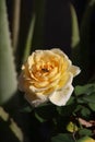 Rosa Lily Pons (Hybrid Tea Rose)