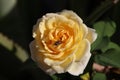 Rosa Lily Pons (Hybrid Tea Rose)