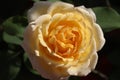 Rosa Lily Pons (Hybrid Tea Rose)