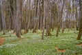 Spring awakening: Forest of hornbeams Carpinus betulus and soil covered with flowering anemones Anemone nemorosa