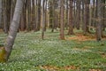 Spring awakening: Forest of hornbeams Carpinus betulus and soil covered with flowering anemones Anemone nemorosa