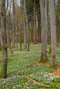 Spring awakening: Forest of hornbeams Carpinus betulus and soil covered with flowering anemones Anemone nemorosa