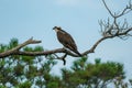 As osprey perches on a tree branch while searching for it\'s next meal