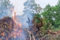 As part of the process of developing land for construction, the forest is uprooted and burned to make way for the