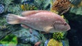 Groupers fish at Aquatic Gallery - Science City, Ahmedabad Gujarat Royalty Free Stock Photo