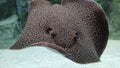 Stingray at Aquatic Gallery - Science City, Ahmedabad Gujarat Royalty Free Stock Photo