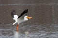 A pelican takes flight from a lake