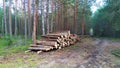 As a result of sanitary felling of trees at the edge of the mixed forest along the road, a stack of logs was stacked for subsequen