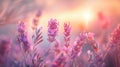 As the sky transforms into a canvas of pinks and oranges the velvety lavender flowers take on an ethereal glow