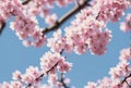 As spring dawns, delicate cherry blossoms burst forth in a profusion of pink and white, their delicate fragrance