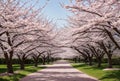 As spring dawns, delicate cherry blossoms burst forth in a profusion of pink and white, their delicate fragrance