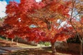 Autumn in the blue mountains of Sydney