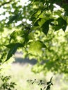 Green leaves in a beautiful field with a beautiful backlight