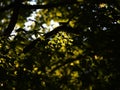 Green leaves in a beautiful field with a beautiful backlight