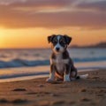 cute puppy sitting on sandy beach at sunset and looking in the distance Royalty Free Stock Photo