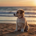 cute puppy sitting on sandy beach at sunset and looking in the distance Royalty Free Stock Photo