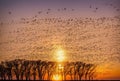 As the sun dips below the horizon, a flock of migrating birds takes flight, their silhouettes outlined against the warm