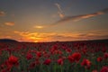 As the sun goes down English poppy field