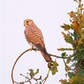 Autumn Vigilance : Kestrel Perched in Oak Tree at Sunrise